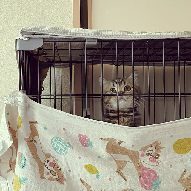 chiiさんの部屋