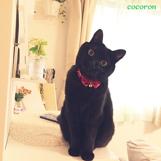 cocoronさんの実例写真
