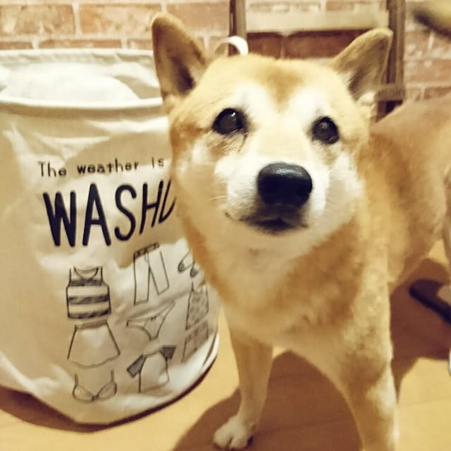 bk.momさんの実例写真