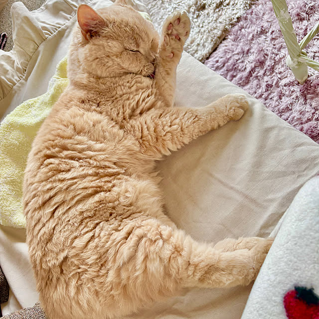 naokoさんの部屋