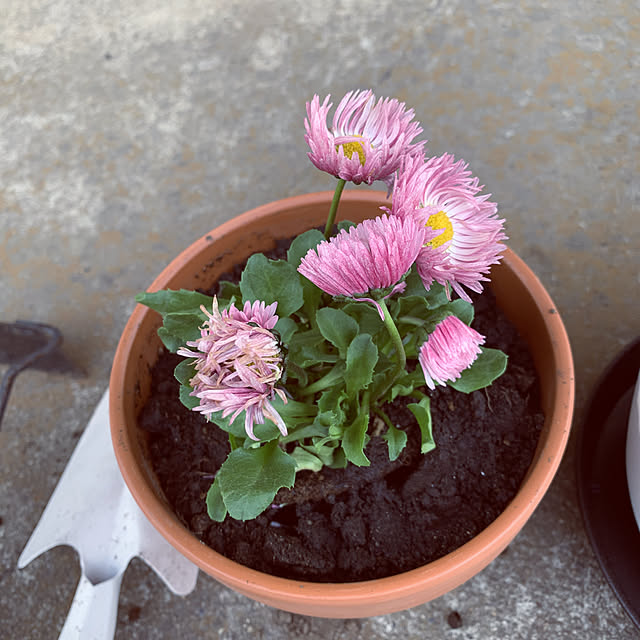 ayuminさんの実例写真