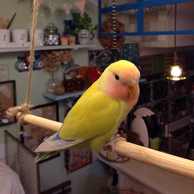 Rikoさんの実例写真