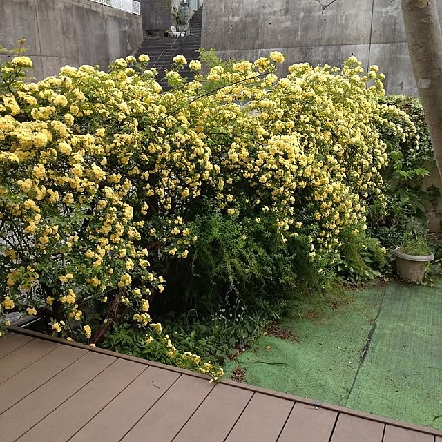 nekotamakoさんの実例写真