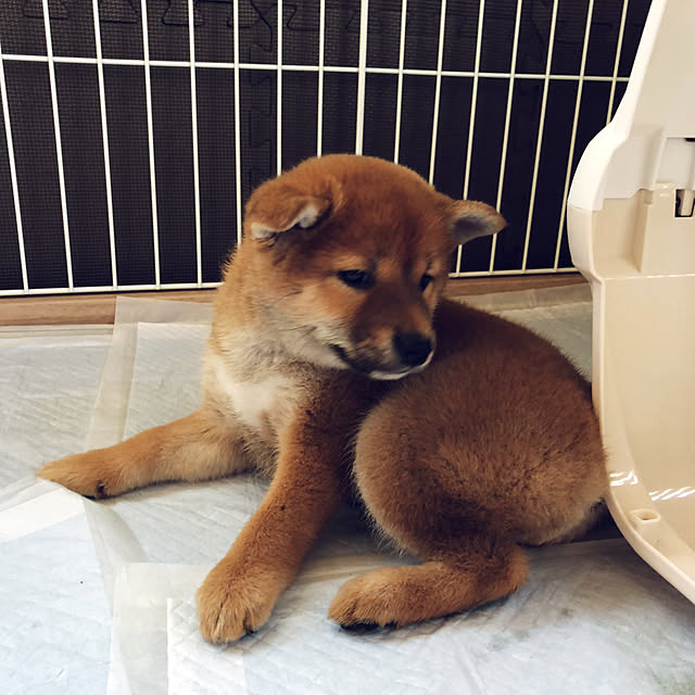 kutsusukiさんの実例写真
