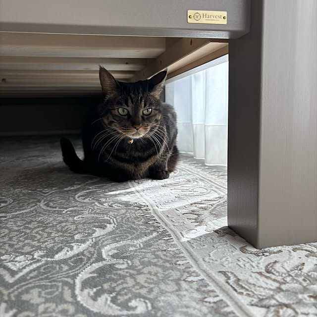 momocchiさんの部屋