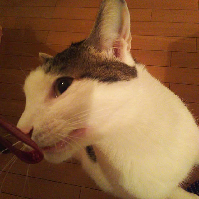 sakuraさんの実例写真