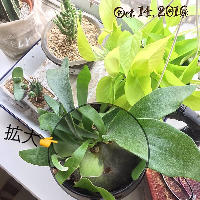 natulove0418さんの実例写真