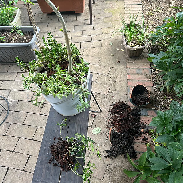 botanさんの部屋