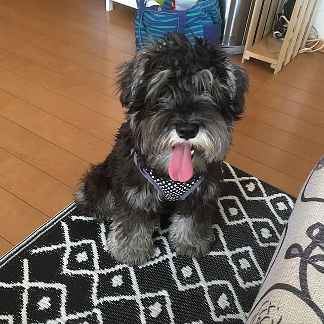 Mikaさんの実例写真