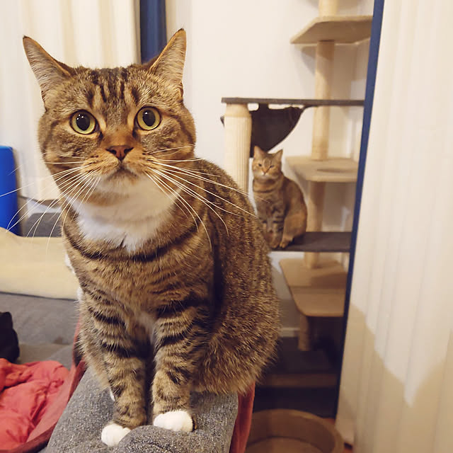 mochicoさんの実例写真