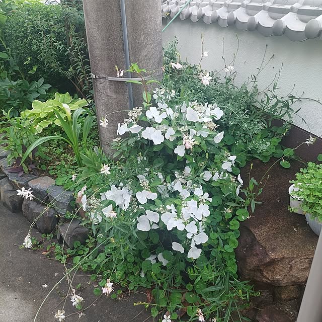 anmomaruさんの部屋