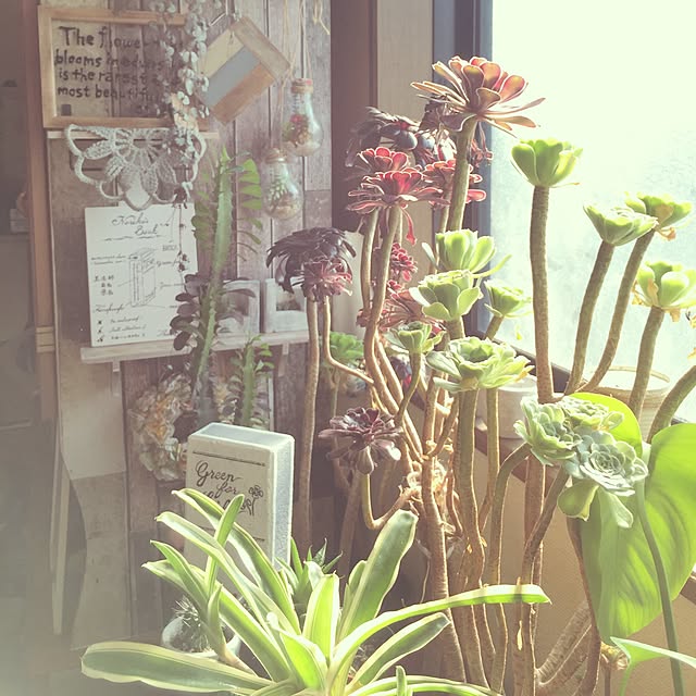 Norikoさんの実例写真