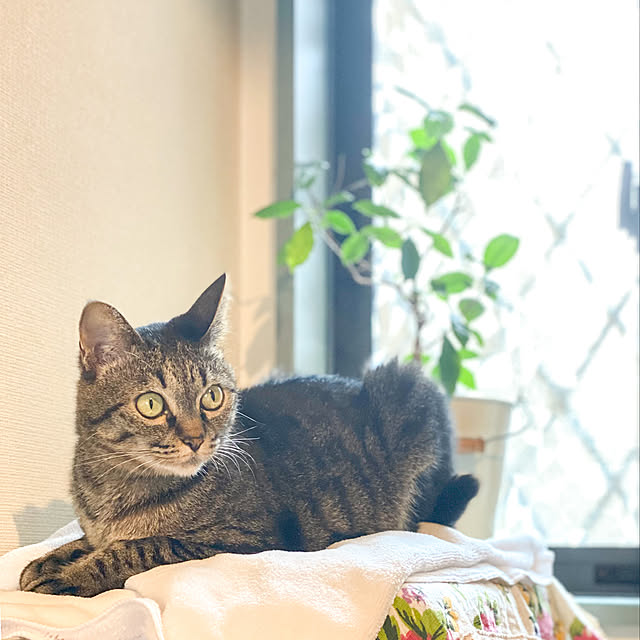 HARUさんの実例写真