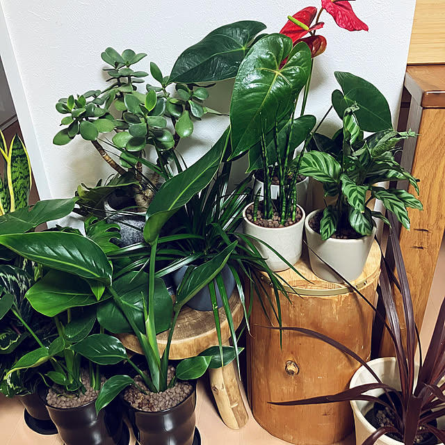 sachicoさんの実例写真