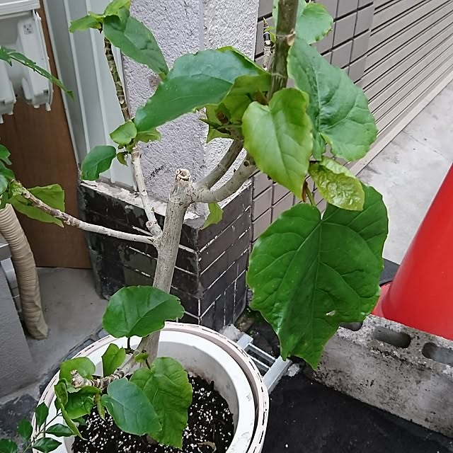 poniさんの実例写真