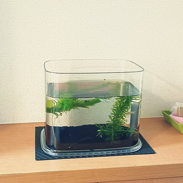 tOuChさんの実例写真