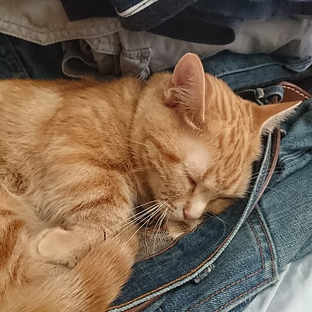 shinobuさんの実例写真
