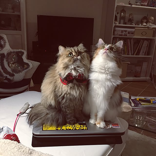 rukaさんの実例写真