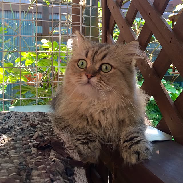 butachanさんの実例写真