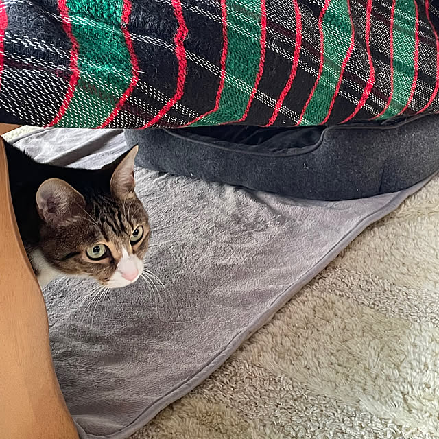 nobikoさんの部屋