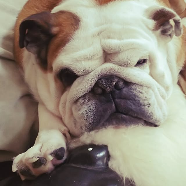 panchobiさんの実例写真