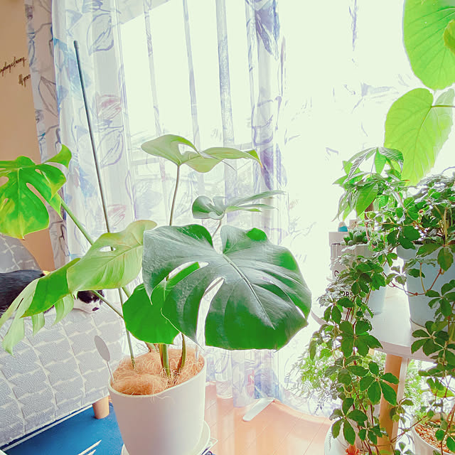 moolさんの部屋