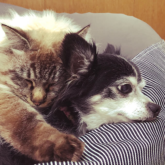 tommyさんの実例写真