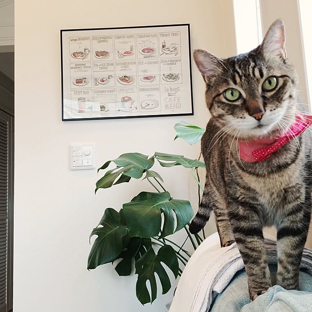 lovecatさんの実例写真
