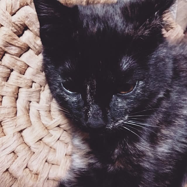 Ryoさんの実例写真
