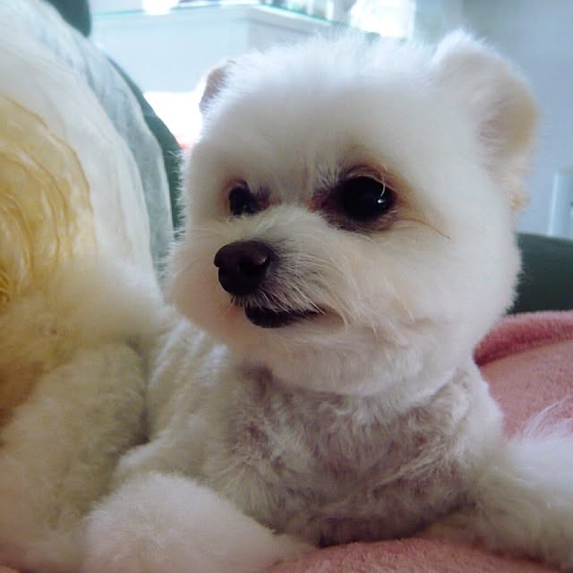 ksyanさんの実例写真
