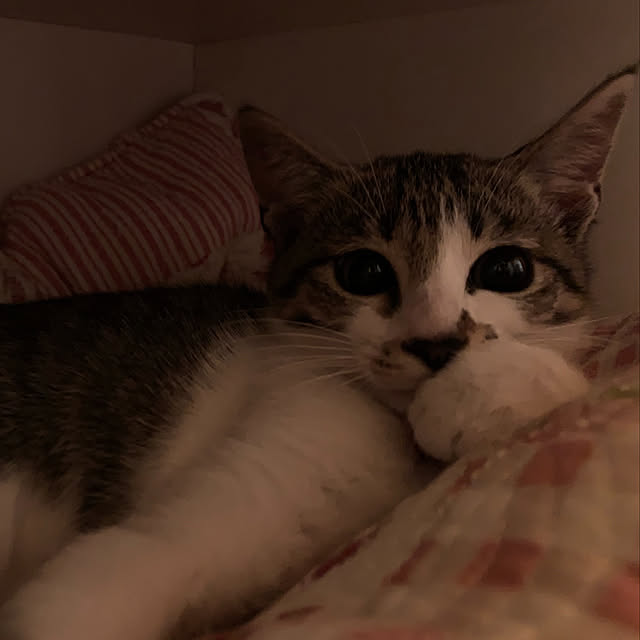 chamさんの実例写真