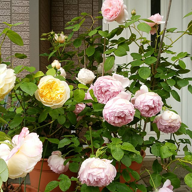 yum0408さんの実例写真