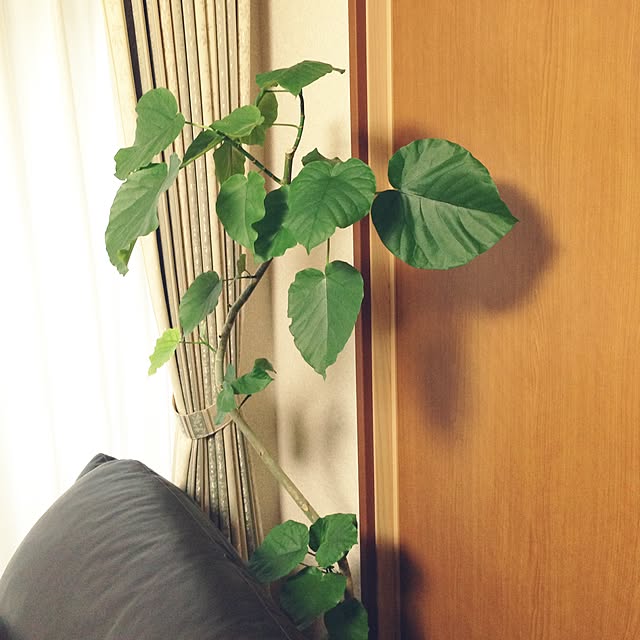 tiaraさんの実例写真