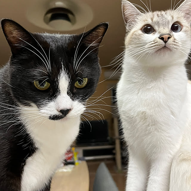 nekoさんの部屋