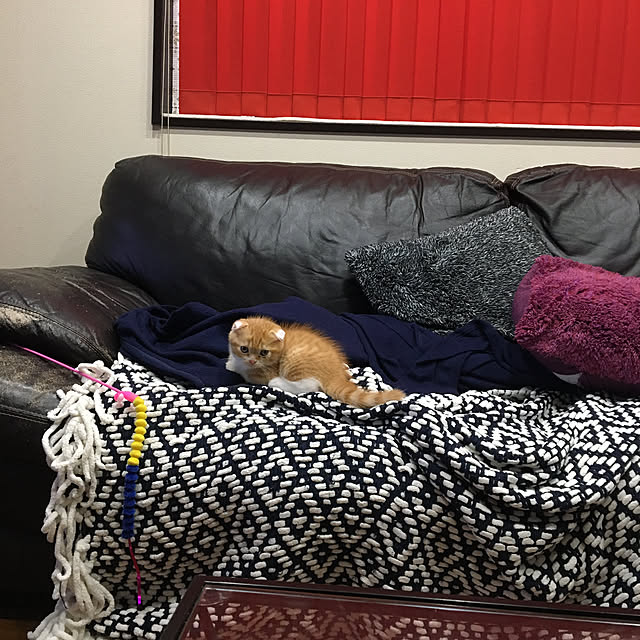 shizzzさんの実例写真