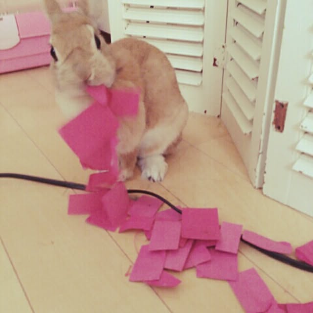 acaさんの実例写真