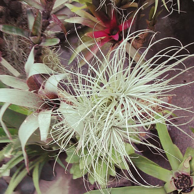 Plantexhibitionhallさんの実例写真