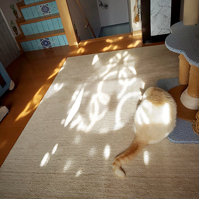 posauruさんの実例写真