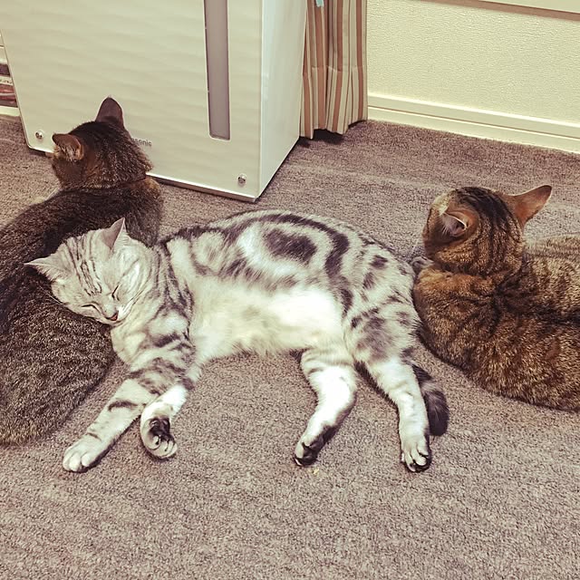 nono87さんの実例写真