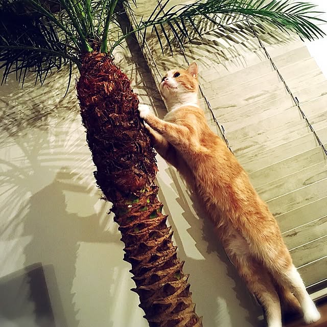maruさんの実例写真