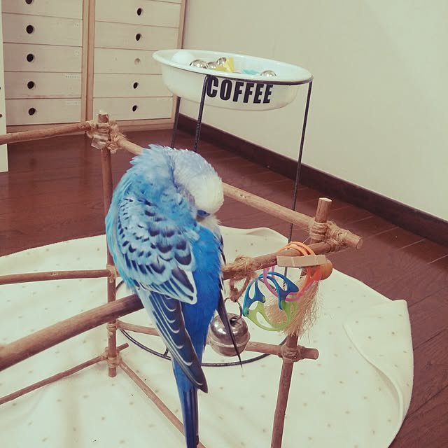 opiopiopiさんの実例写真