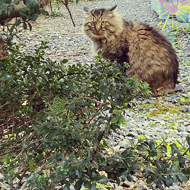 uninekoさんの実例写真