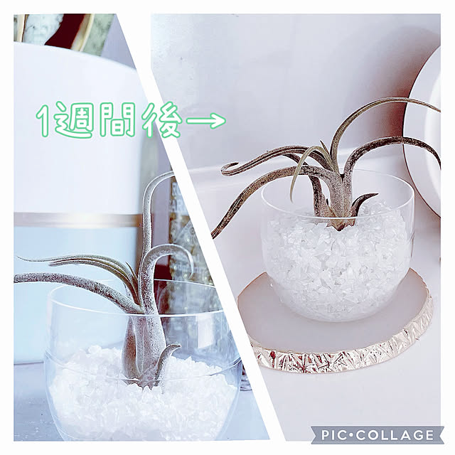 comonaさんの実例写真