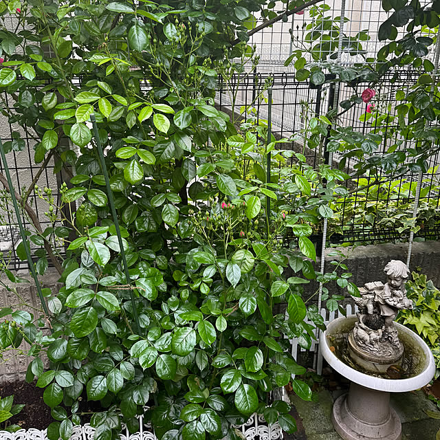 RoseLife5818さんの部屋