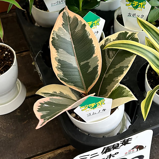 kananaさんの部屋