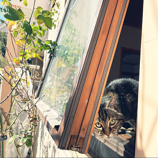 botanさんの実例写真