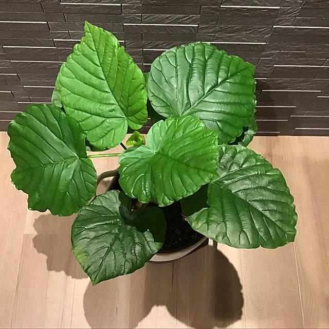 houenさんの実例写真
