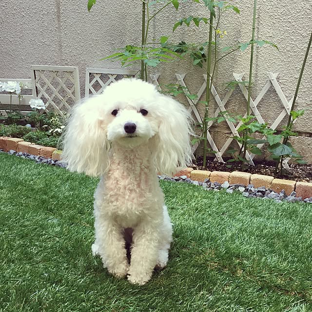 sei.hugさんの実例写真