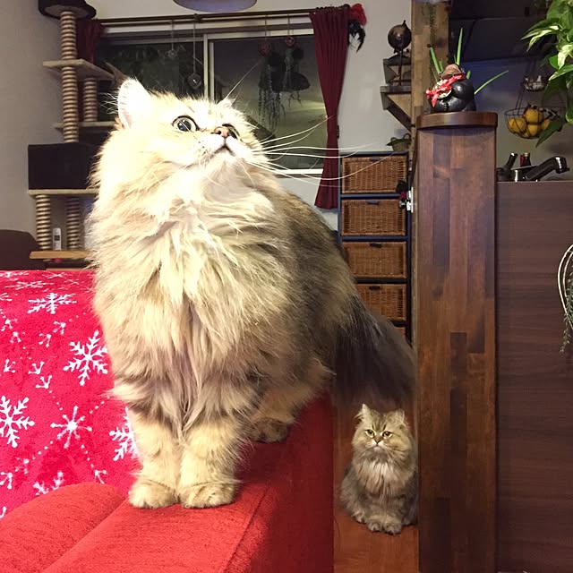 butachanさんの実例写真