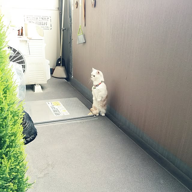 6catsさんの実例写真